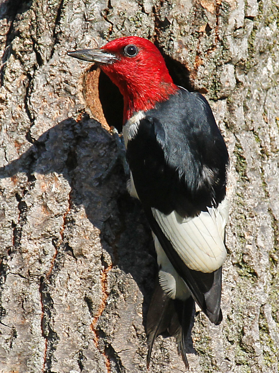 Red-Headed Woodpecker